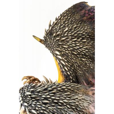 Monster Hunter Estatua 1/26 Moster Hunter World Nergigante 77 cm
